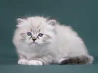 Сибирский котенок, невский маскарадный котенок, фотография 5