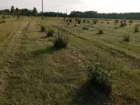 Продам фермерское хозяйство, фундук, фотография 2