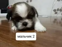 Продаются щенки ши тцу, фотография 4