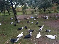 Продам индауток, фотография 2