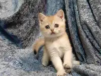Шотландская кошка золотая шиншилла, фотография 2