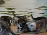 Британские котята, фотография 4