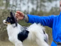 Щенки папильона из племенного питомника, фотография 4