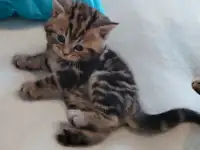 Котята шотландские., фотография 5