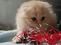 Шотландские котята, фотография 3