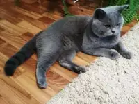Британский короткошёрстный. Вязка., фотография 2