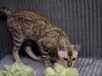Снежный бенгальский котенок, фотография 6