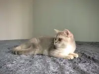 Шотландская кошка голубая золотая шиншилла, фотография 4