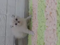 Шотландские вислоухие котята, фотография 2