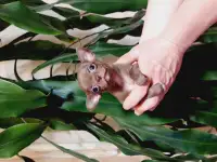 Мини чихуахуп, фотография 10