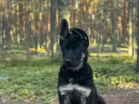 Щенки высокопородные восточноевропейской овчарки, фотография 7