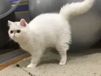 Белый экзотический котенок, фотография 3