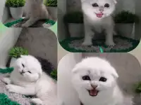 продажа котят, фотография 2