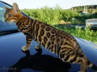Бенгальские клубные котята, фотография 2
