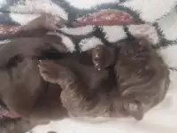Ньюфаундленд, фотография 3