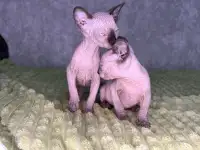 Кошечки канадского сфинкса, фотография 6