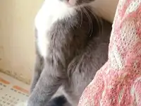 Отдам котят в хорошие руки!, фотография 2
