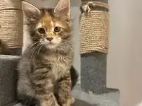 Котята мейн-кун, фотография 2