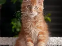 Девочка породы Мейн-кун, фотография 6