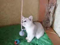Британские котята, фотография 2