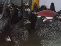 Куры несушки доставка по району