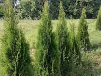 Продам дом с  большим участком, фотография 3