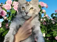 Мейн кун, фотография 7