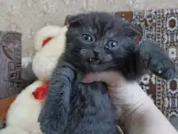 Шотландские котята, фотография 4