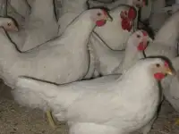 Продам кур несушек