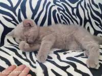 Котёнок, фотография 3