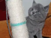 Британские котята, фотография 4