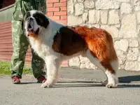 Щенки Сенбернар, фотография 2