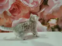Шотландский котёнок, фотография 2
