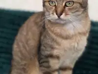 Шанталь-кошка молодая, кастрирована., фотография 4