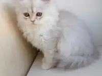 Британская кошечка