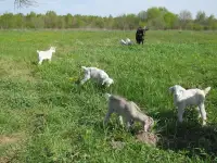 Продам четырех крепких козочек от двух коз, фотография 7