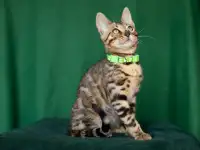 Ласковый бенгальский мальчик, фотография 3