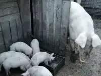 Продам поросят, фотография 2