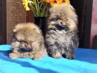 Померанский шпиц, щенки. Мини мишки, фотография 4