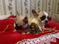 Чихуахуа, фотография 8