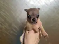 Щенки чихуахуа