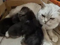 Очаровательные котята ищут дом, фотография 4
