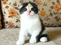 Шотландские котята яркого окраса, фотография 3