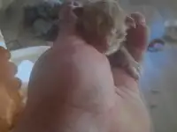 Котята Майн куе, фотография 3