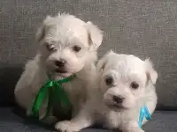 Мальтийской болонки щенки