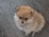 Щенки мини шпиц