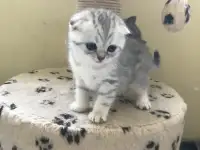 Шотландские вислоухие котята, фотография 9