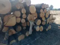 Продам дуб кругляк, фотография 2