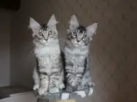 Котята мейн кун!, фотография 3