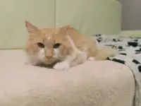 Кот ЦИТРУС ИЩЕТ дом, фотография 5